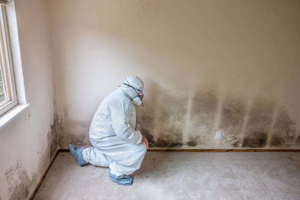 Mold Odor Removal Services